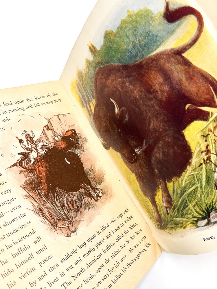 THE WILD ANIMAL BOOK