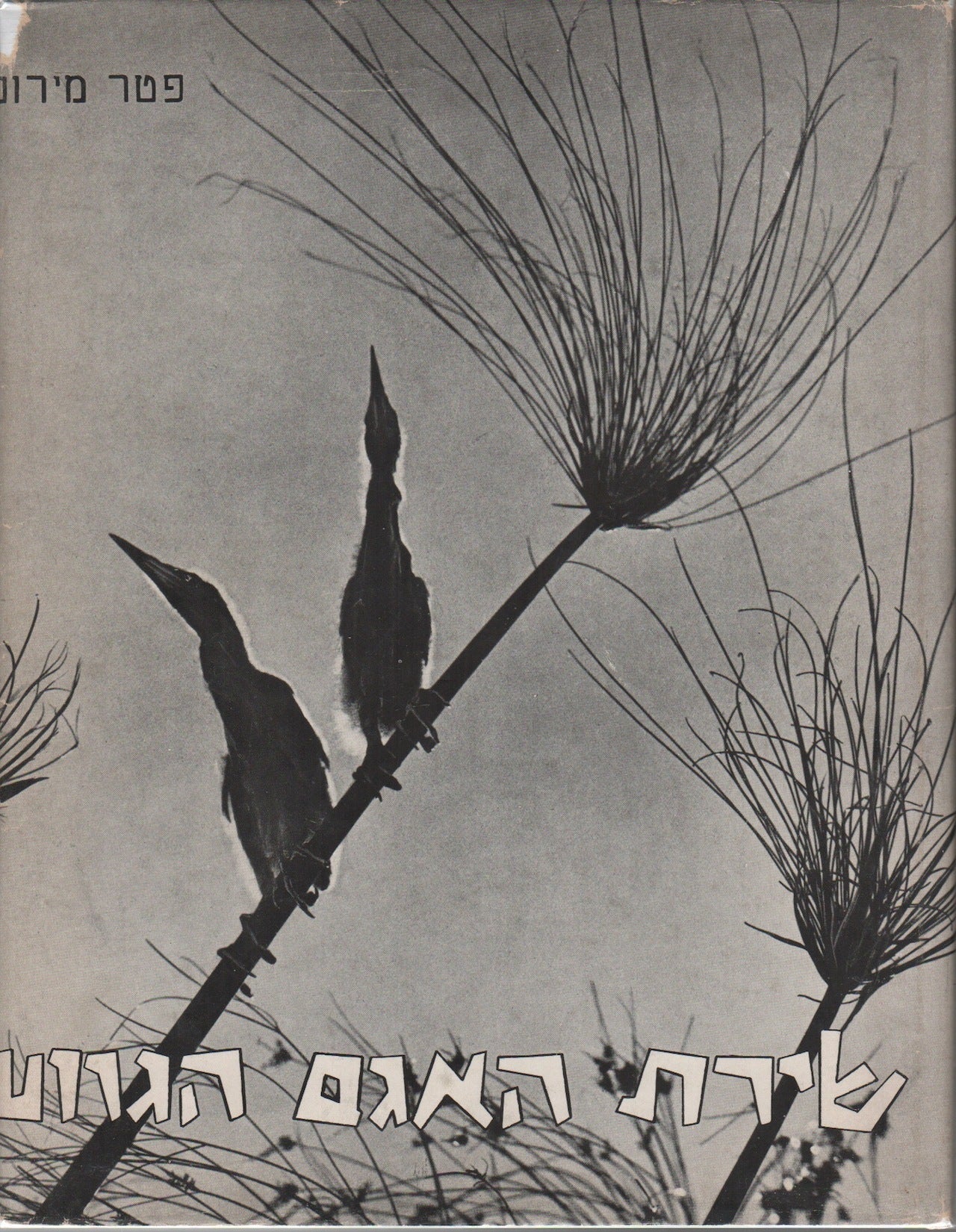 Peter Merom THE SONG OF A DYING LAKE שירת האגם הגווע | Peter MEROM, פטר מירום ...