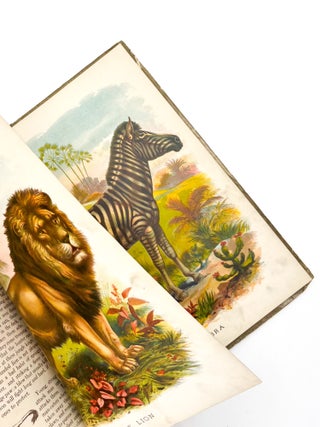 Item #49174 ANIMALS OF AFRICA: Their Habits and How They Are Hunted. W. Foster