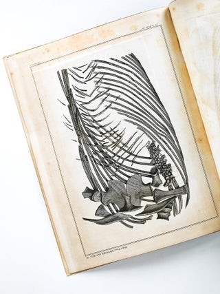"Some Account of the fossil Remains of an Animal" [WITH] "An Account of the fossil...