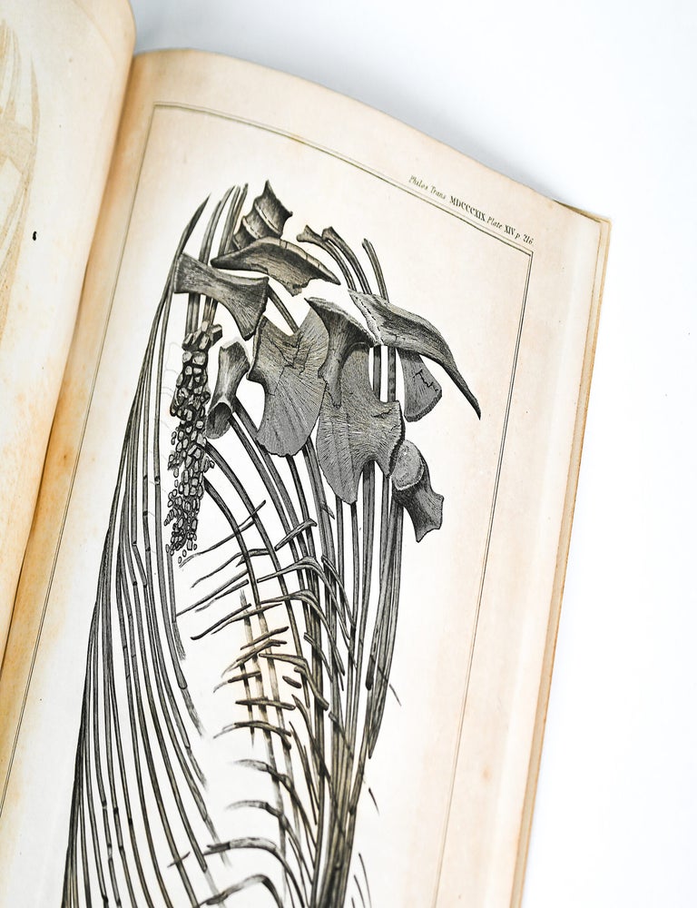 "Some Account of the fossil Remains of an Animal" [WITH] "An Account of the fossil skeleton of the Proteo-saurus" [and] "Reasons for giving the name Proteo-Saurus" in PHILOSPHICAL TRANSACTIONS (Issue 104, 31 Dec 1814 / Issue 109, 31 Dec 1819)