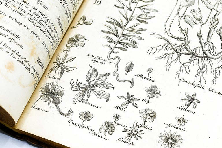 A GENERAL NATURAL HISTORY